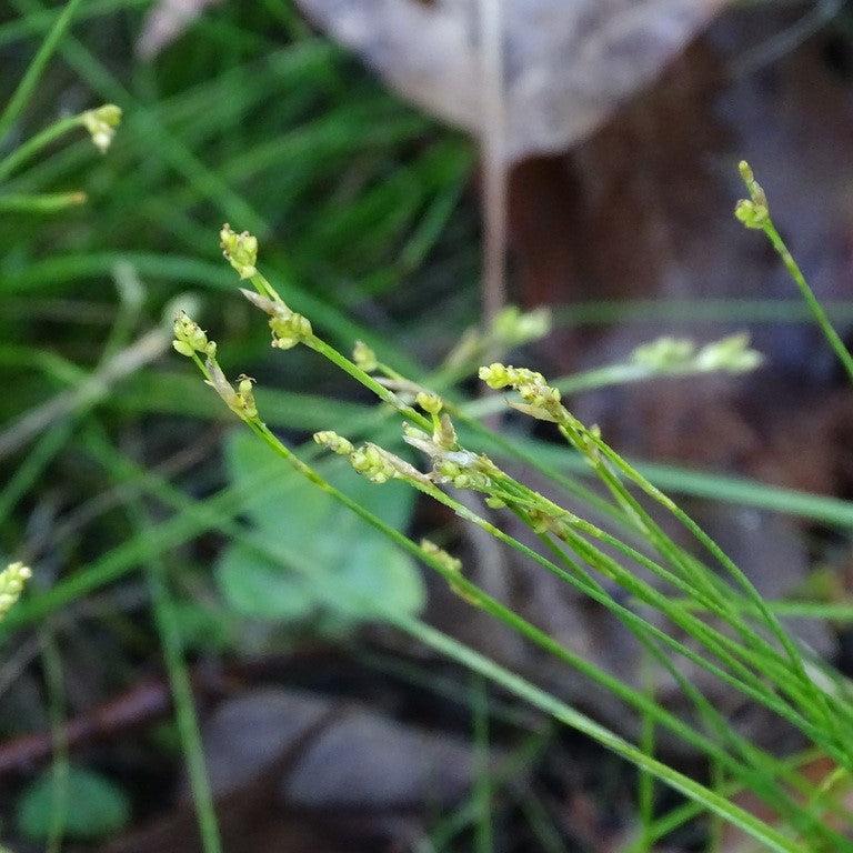 Carex eburnea ~ Bristle-leafed Sedge-ServeScape