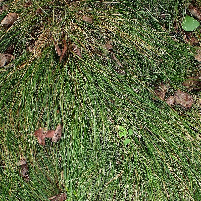 Carex eburnea ~ Bristle-leafed Sedge-ServeScape
