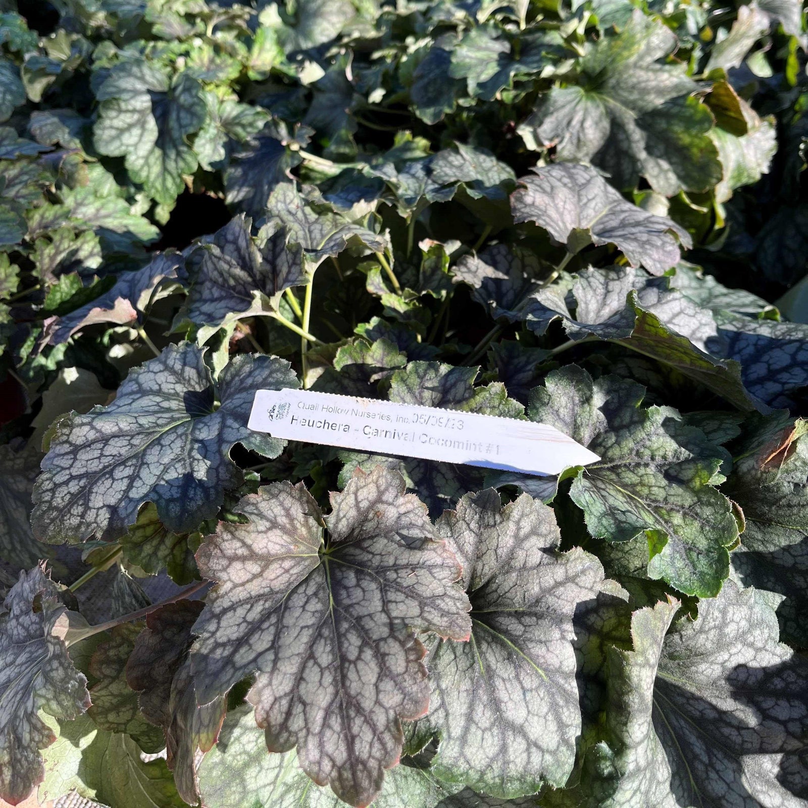 Heuchera x villosa ‘Carnival Cocomint’ ~ Carnival Cocomint Coral Bells-ServeScape