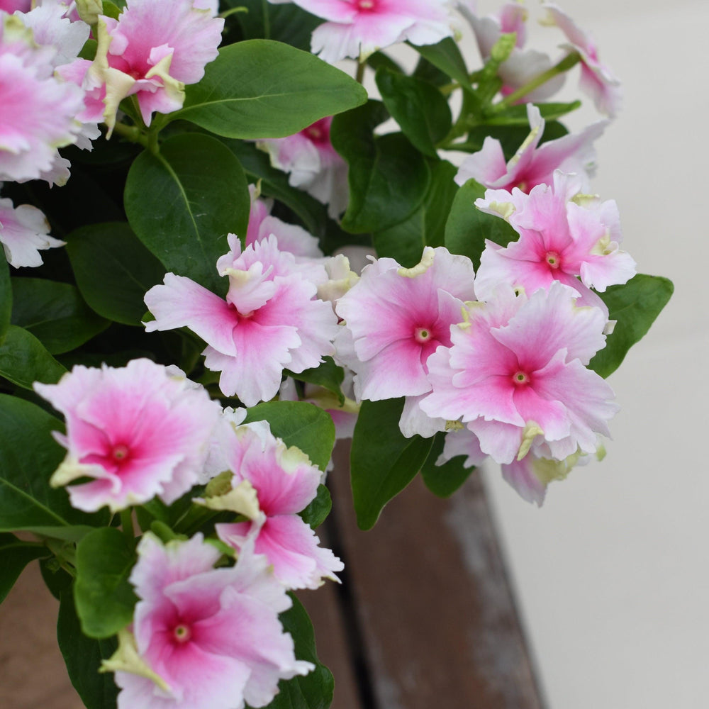 Catharanthus hybrid 'Soiree Flamenco Senorita Pink' ~ Soiree® Flamenco Senorita Pink Vinca-ServeScape