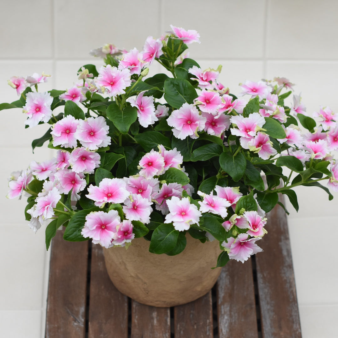 Catharanthus hybrid 'Soiree Flamenco Senorita Pink' ~ Soiree® Flamenco Senorita Pink Vinca-ServeScape