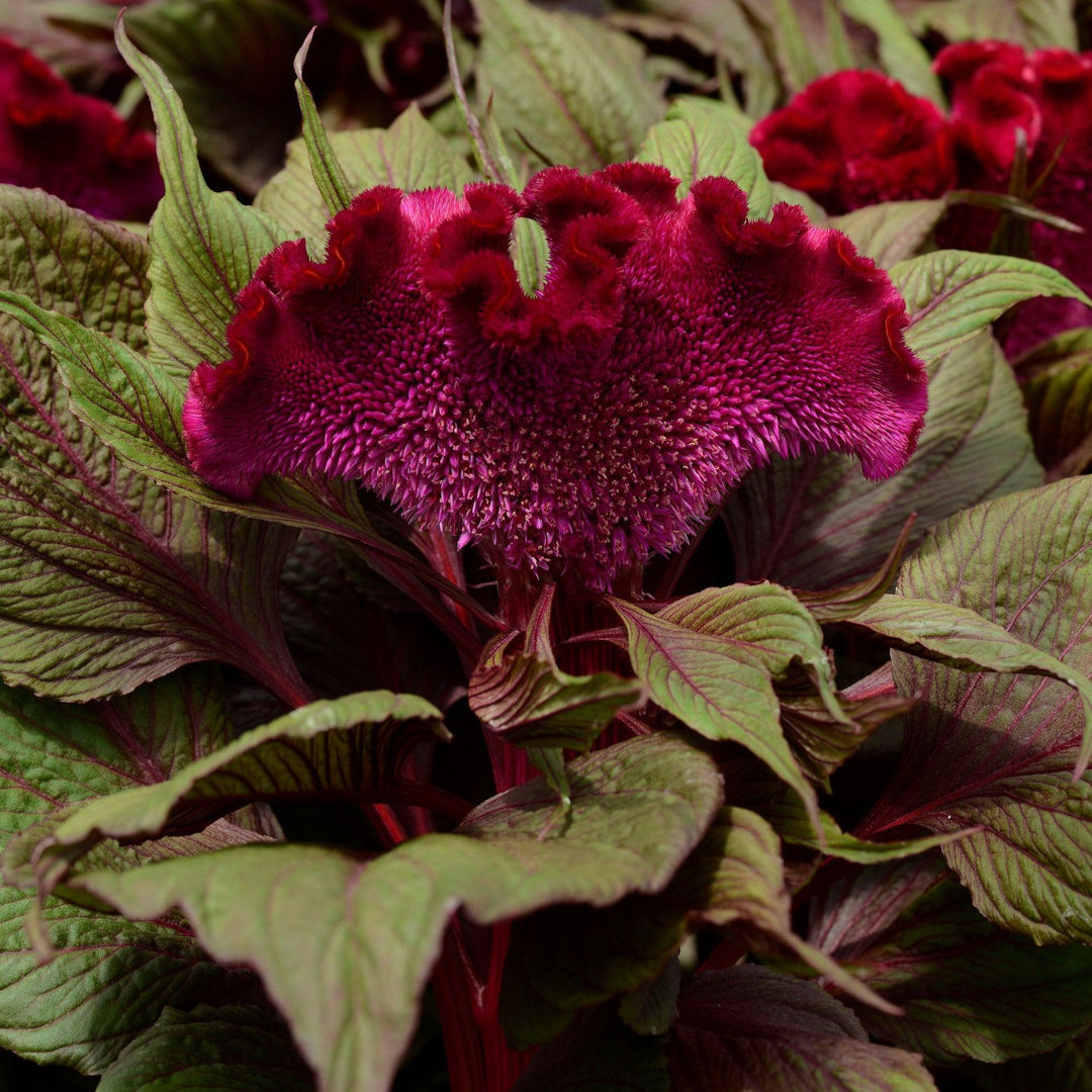 Celosia cristata 'Dracula' ~ Dracula Celosia-ServeScape
