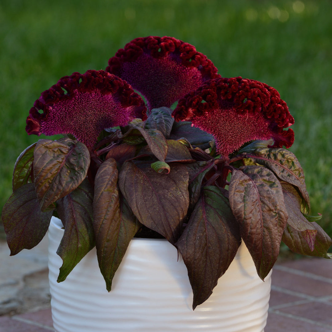 Celosia cristata 'Dracula' ~ Dracula Celosia-ServeScape