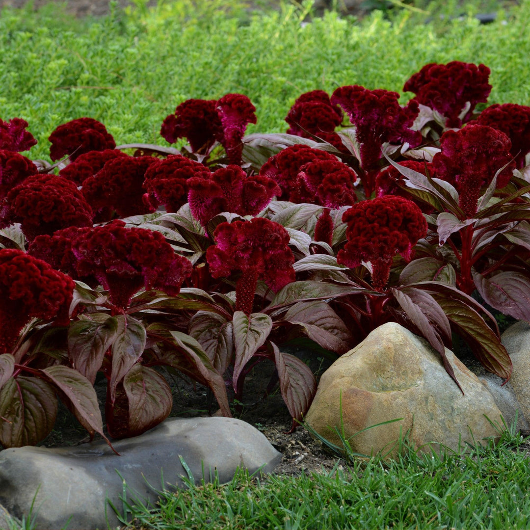 Celosia cristata 'Dracula' ~ Dracula Celosia-ServeScape
