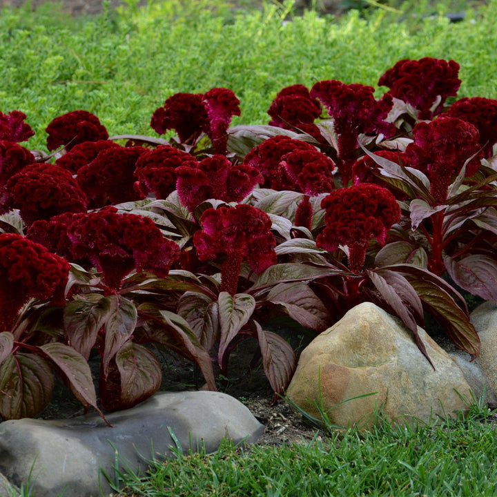 Celosia cristata 'Dracula' ~ Dracula Celosia-ServeScape