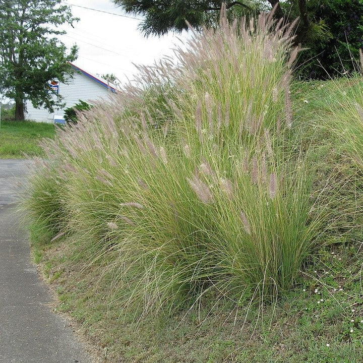 Pennisetum setaceum 'Alba' ~ White Fountain Grass-ServeScape