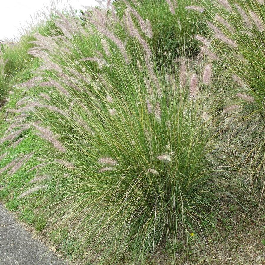 Pennisetum setaceum 'Alba' ~ White Fountain Grass-ServeScape