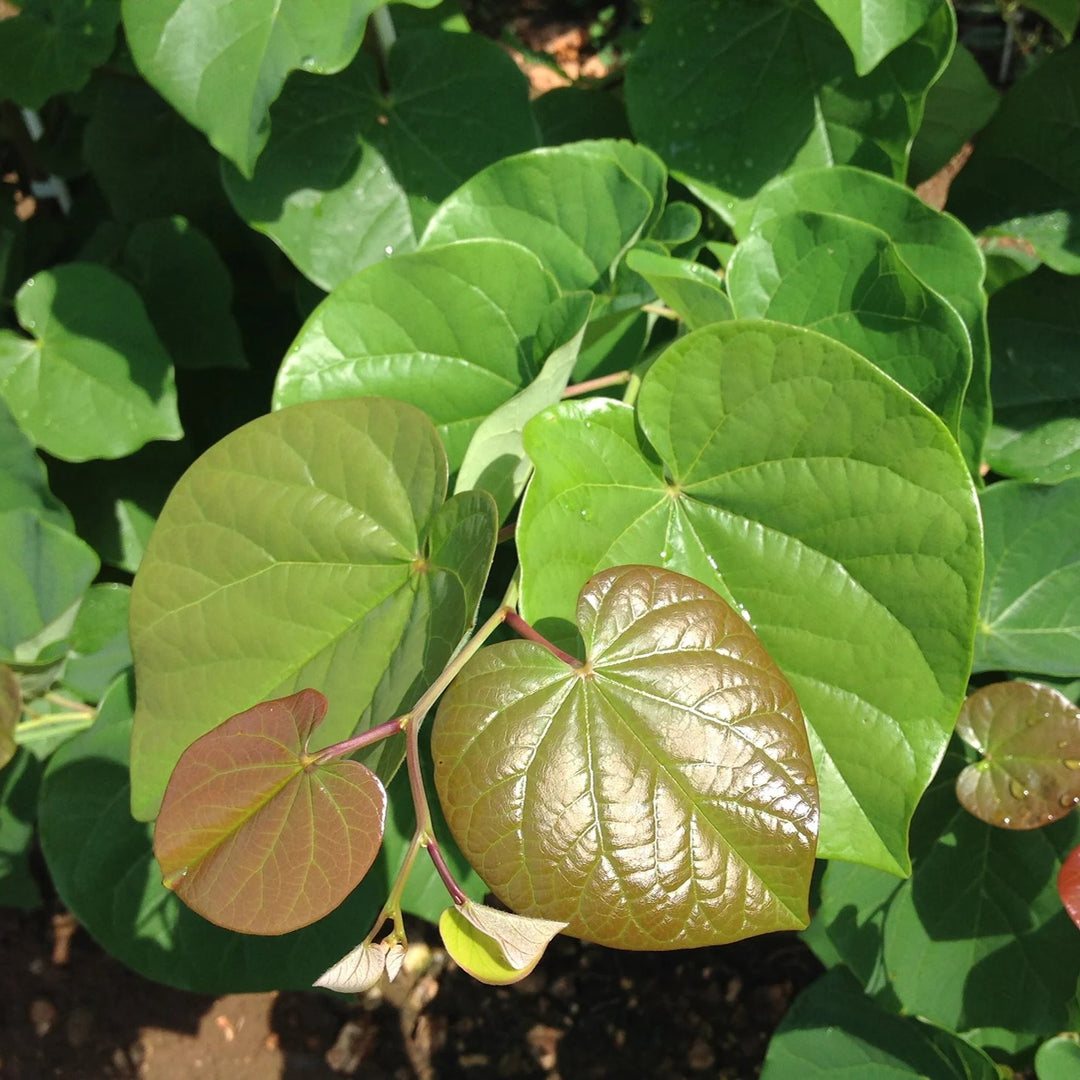 Cercis canadensis 'Pink Pom Poms' ~ Pink Pom Poms Redbud-ServeScape