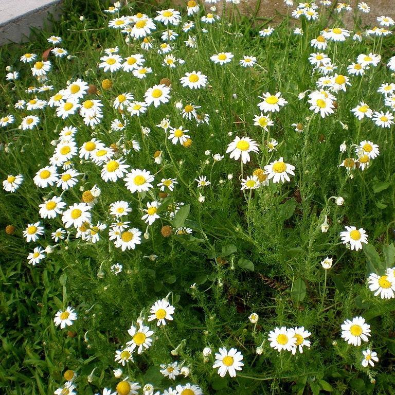 Chamaemelum nobile ~ Roman Chamomile-ServeScape