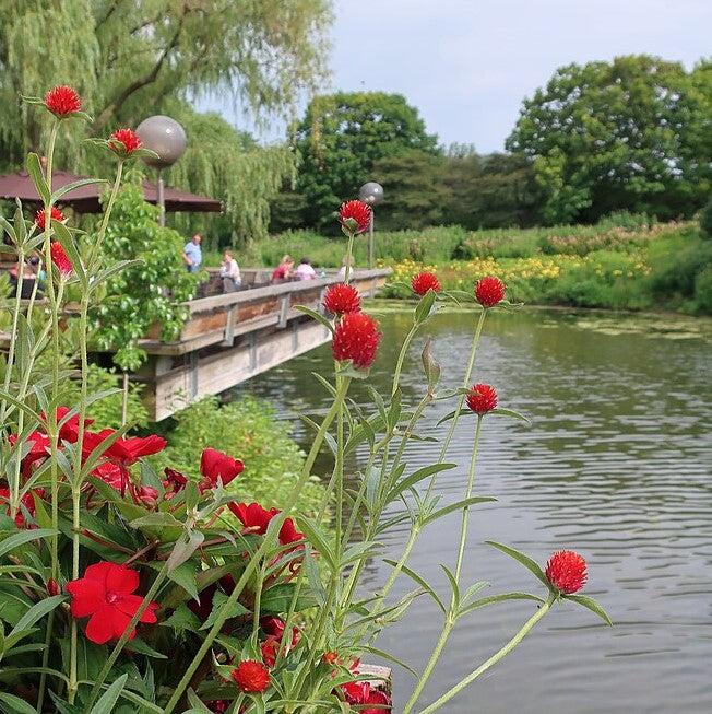 Gomphrena haageana 'Qis Red' ~ QIS Red Globe Amaranth-ServeScape