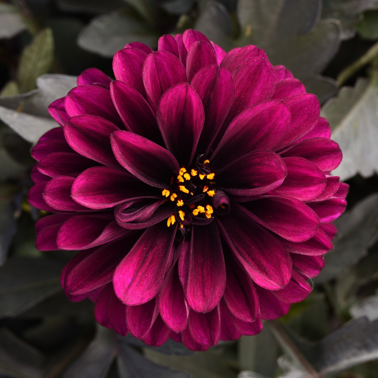 Dahlia hybrida 'KLEDH18119' ~ City Lights™ Purple Dahlia-ServeScape