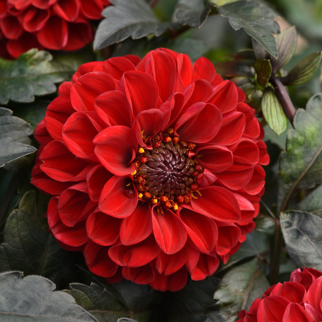 Dahlia hybrida 'KLEDH18010' ~ City Lights™ Red Dahlia-ServeScape