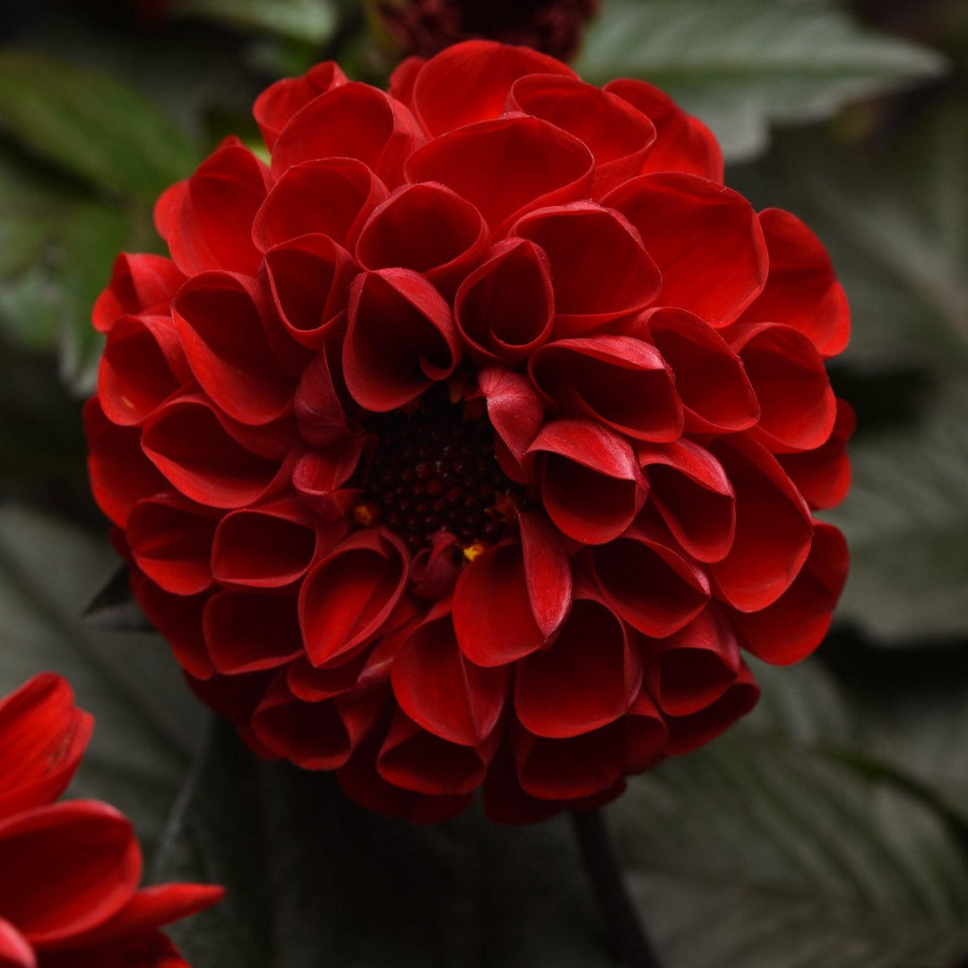 Dahlia hybrida 'KLEDH18010' ~ City Lights™ Red Dahlia-ServeScape