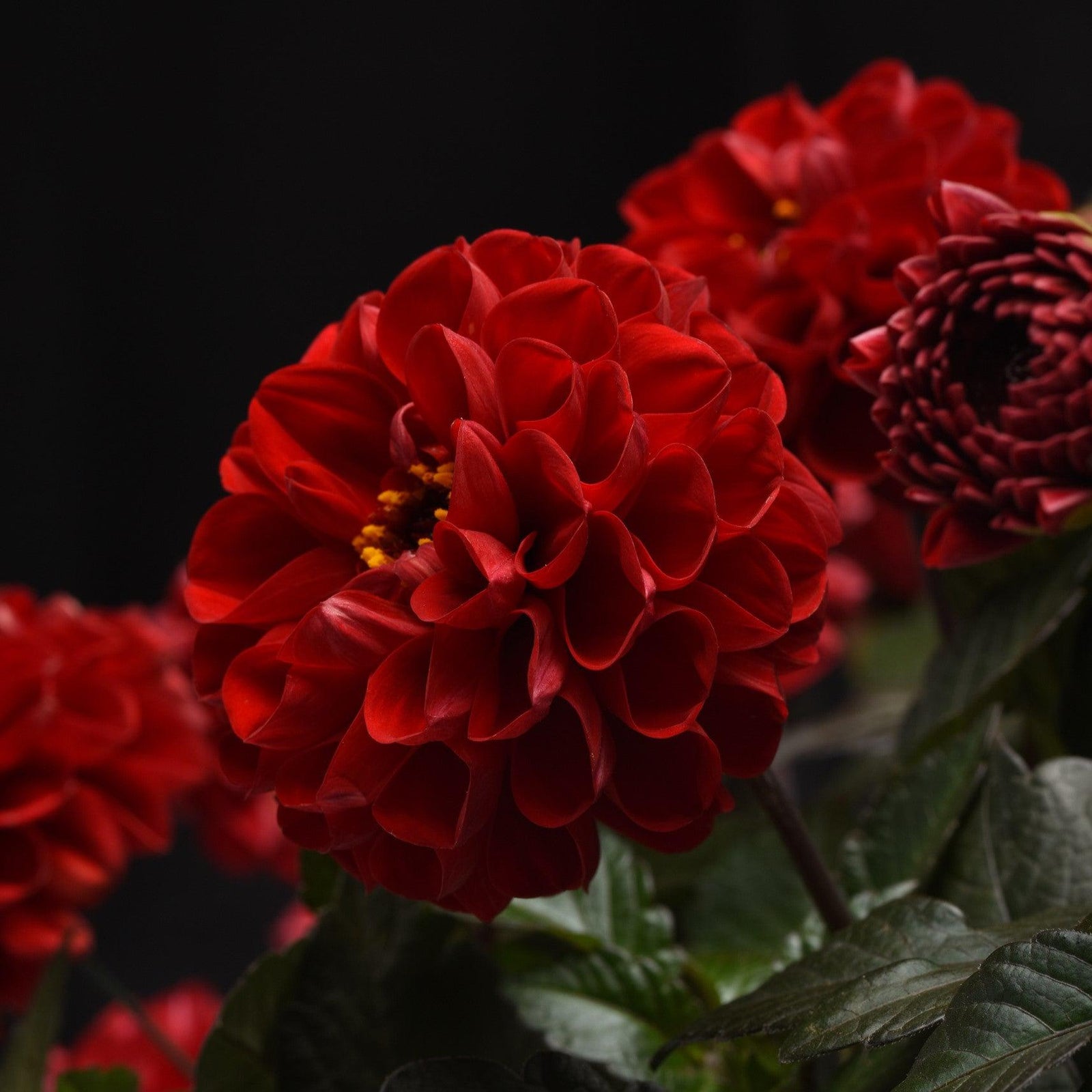 Dahlia hybrida 'KLEDH18010' ~ City Lights™ Red Dahlia-ServeScape