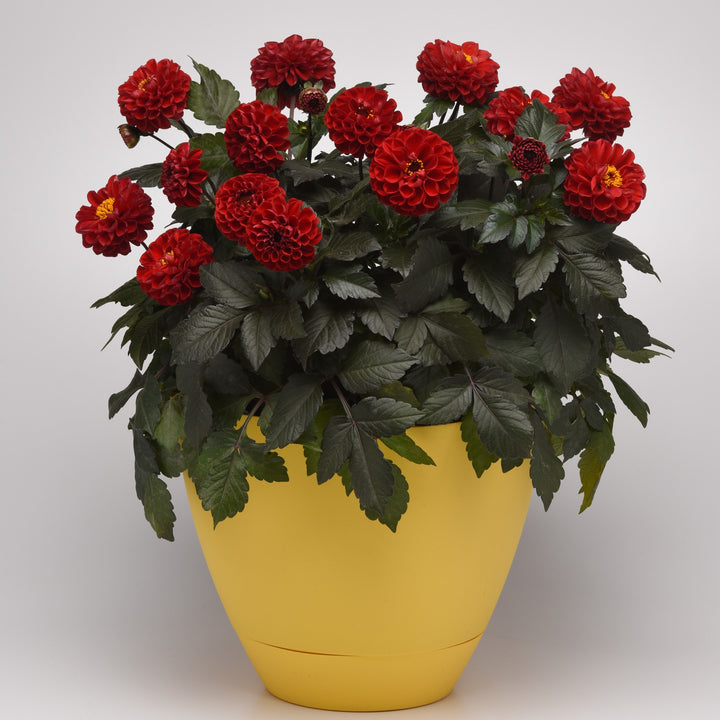 Dahlia hybrida 'KLEDH18010' ~ City Lights™ Red Dahlia-ServeScape