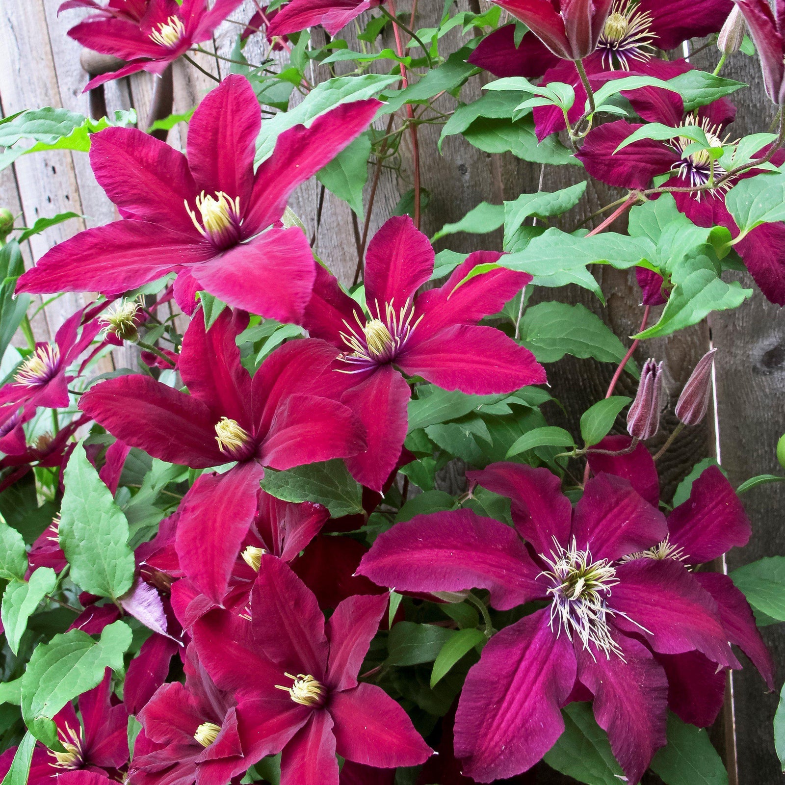 Clematis 'Niobe' ~ Niobe Clematis Vine - Delivered By ServeScape