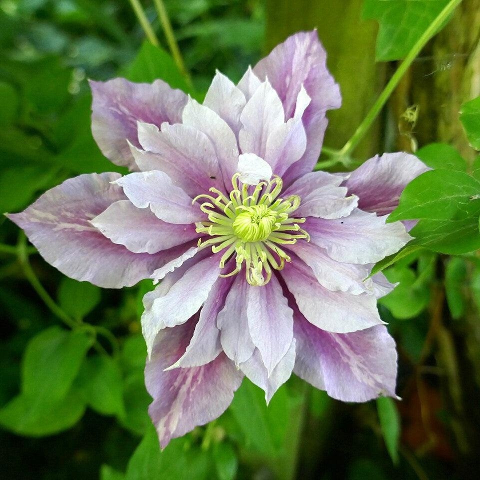 Clematis 'Little Duckling' ~ Piilu® Clematis-ServeScape