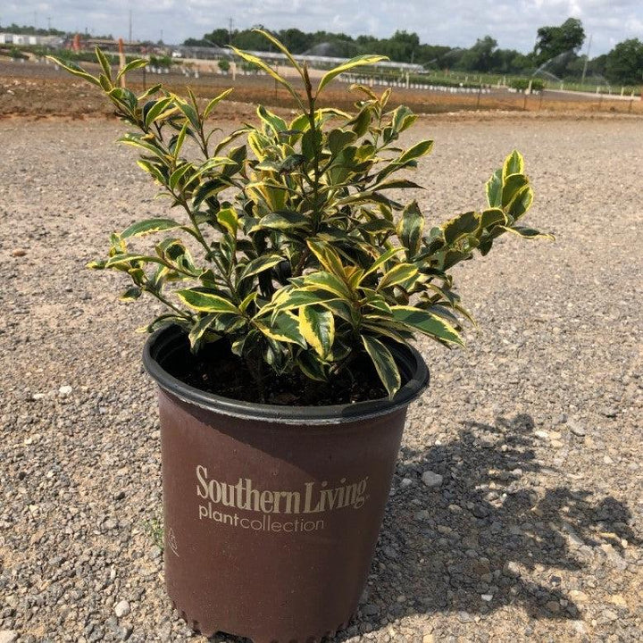Ternstroemia gymnanthera 'Variegata' ~ Romeo® Cleyera-ServeScape