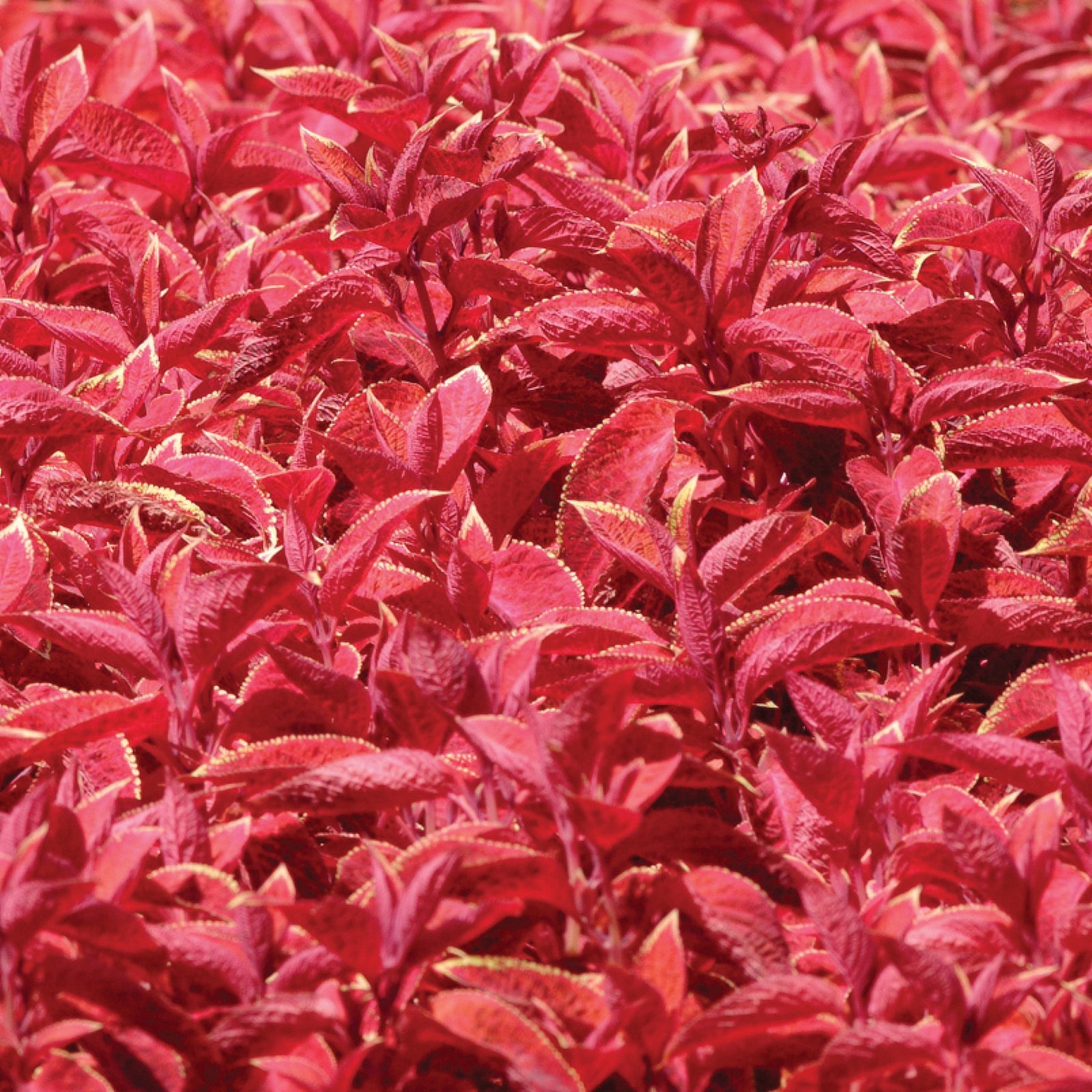 Solenostemon scutellarioides 'Wizard® Sunset Coleus' ~ Wizard® Sunset Coleus-ServeScape