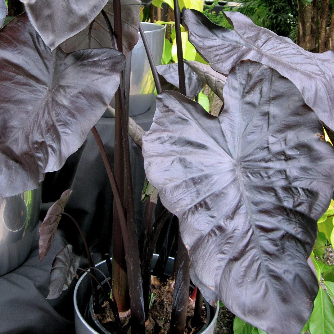 Colocasia esculenta 'Black Coral' ~ Royal Hawaiian® Black Coral Elephant Ear-ServeScape