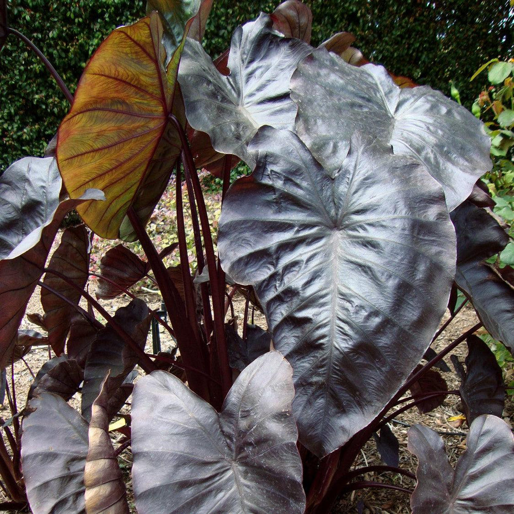 Colocasia esculenta 'Black Coral' ~ Royal Hawaiian® Black Coral Elephant Ear-ServeScape