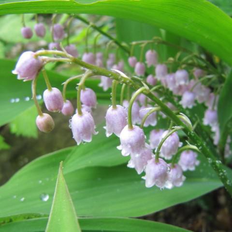 Convallaria majalis 'Rosea' ~ Pink Lily of the Valley-ServeScape