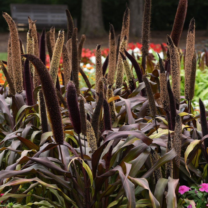 ~ Ornamental Grass, Copper Prince-ServeScape