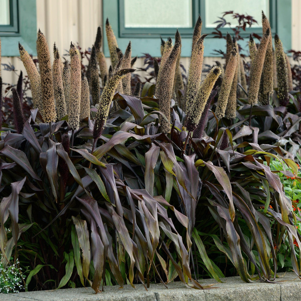 ~ Ornamental Grass, Copper Prince-ServeScape