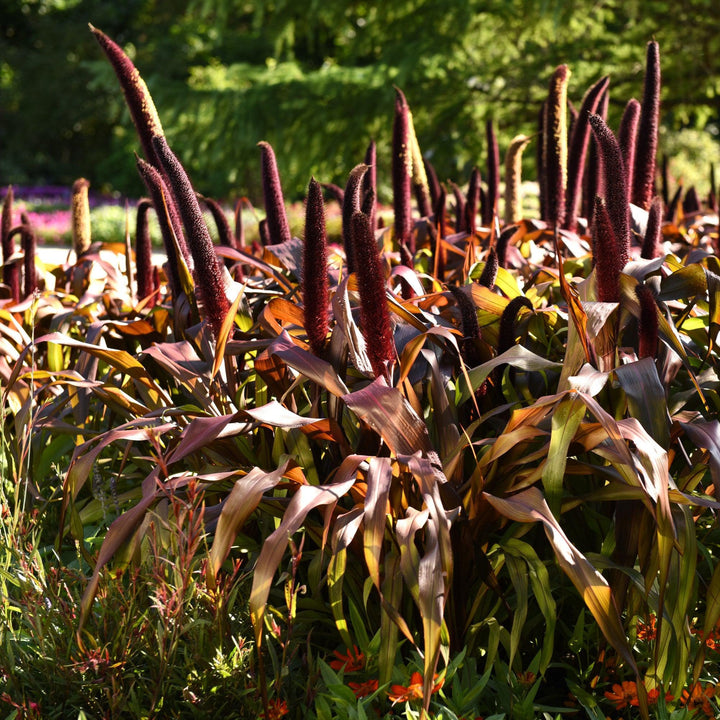 ~ Ornamental Grass, Copper Prince-ServeScape