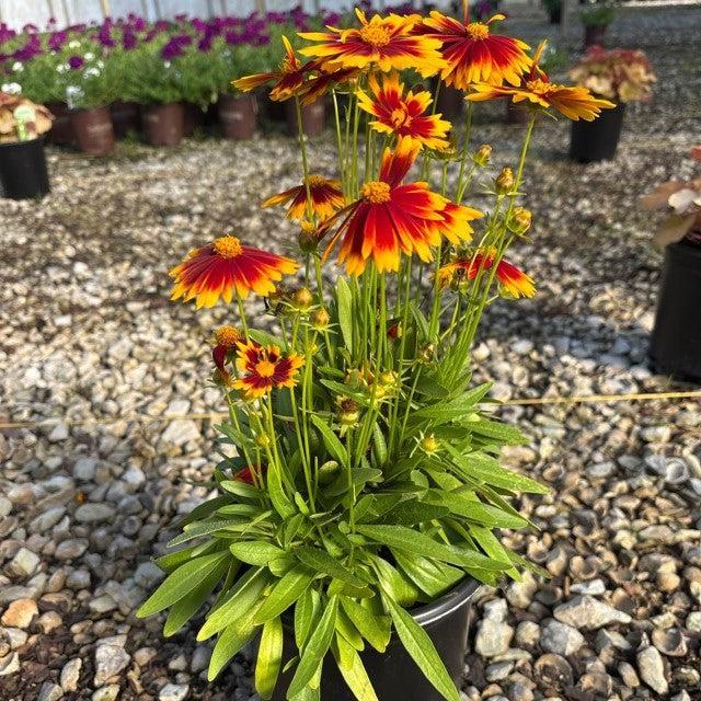 Coreopsis 'Baluptgonz' ~ Uptick™ Gold & Bronze Tickseed-ServeScape