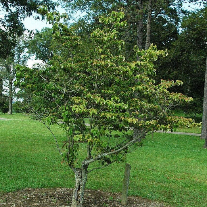 Cornus florida 'Cherokee Chief' ~ Cherokee Chief Dogwood-ServeScape