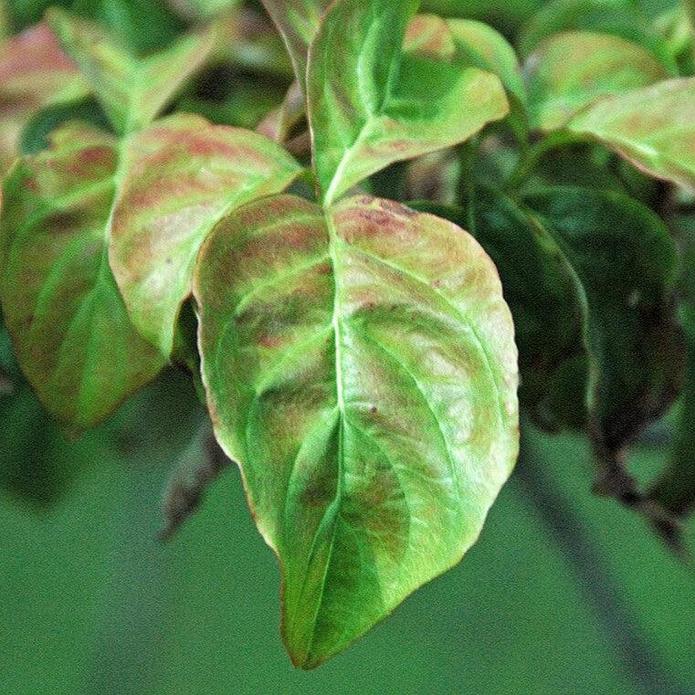 Cornus florida 'Cherokee Chief' ~ Cherokee Chief Dogwood-ServeScape