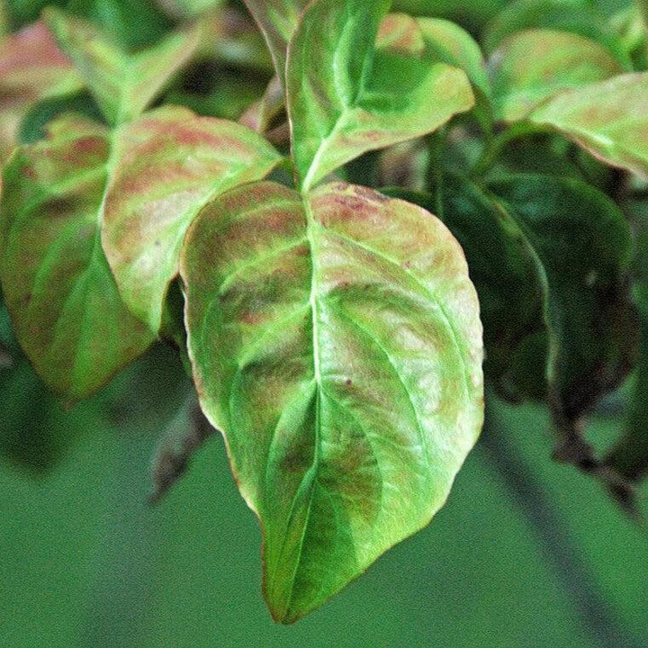 Cornus florida 'Cherokee Chief' ~ Cherokee Chief Dogwood-ServeScape