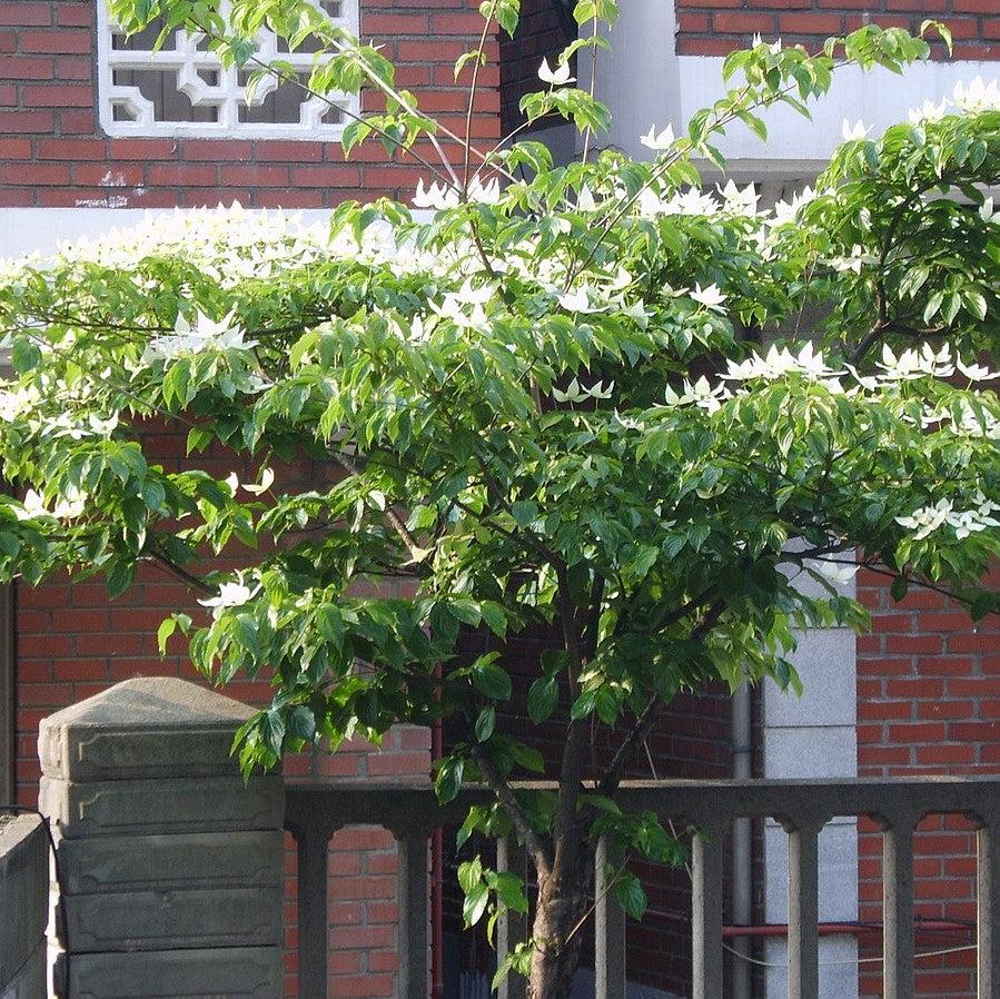 Cornus kousa ~ Kousa Dogwood-ServeScape
