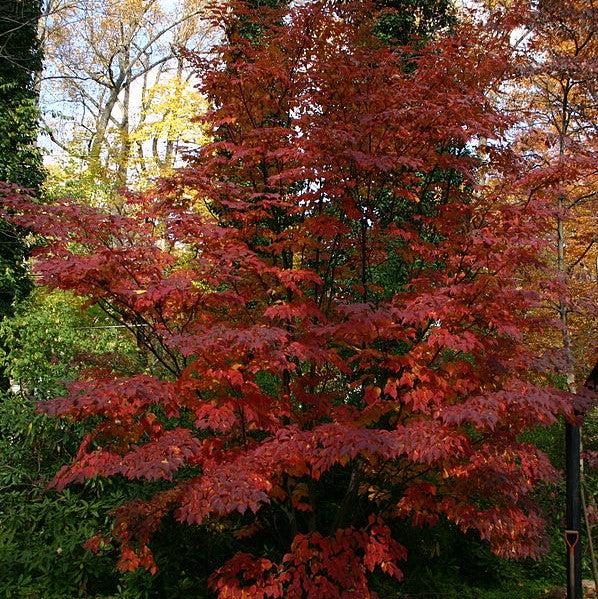 Cornus kousa ~ Kousa Dogwood-ServeScape