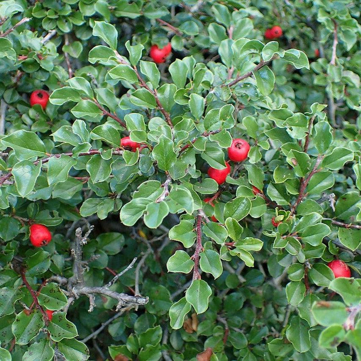 Cotoneaster apiculatus ~ Cranberry Cotoneaster-ServeScape