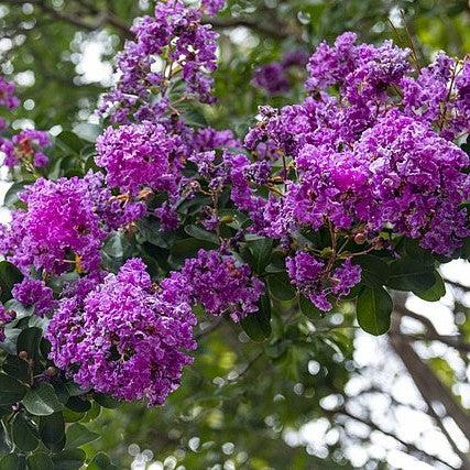 Lagerstroemia indica 'Miss Sandra' ~ Miss Sandra Crape Myrtle-ServeScape
