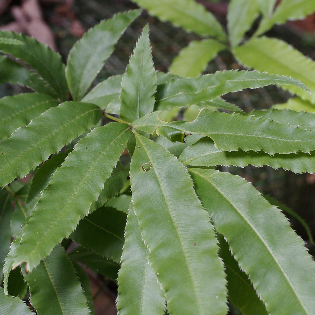 Pteris cretica 'Velociraptor’ ~ Monrovia® Jurassic™ Velociraptor Ribbon Fern-ServeScape