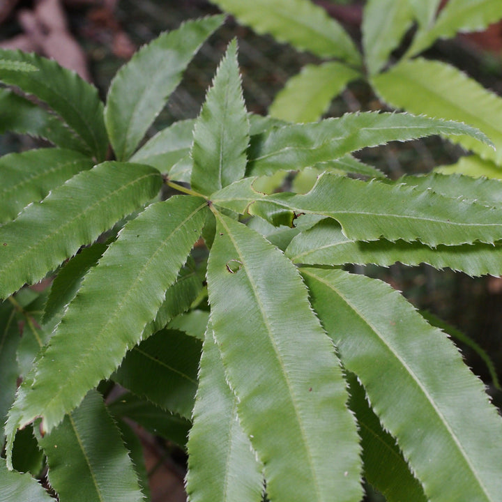 Pteris cretica 'Velociraptor’ ~ Monrovia® Jurassic™ Velociraptor Ribbon Fern-ServeScape