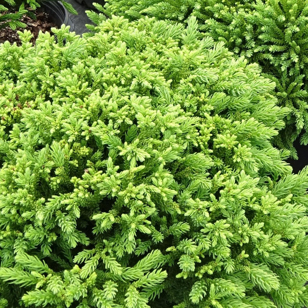 Cryptomeria japonica 'sPg-3-014' ~ Monrovia® Dragon Prince™ Japanese Cedar-ServeScape