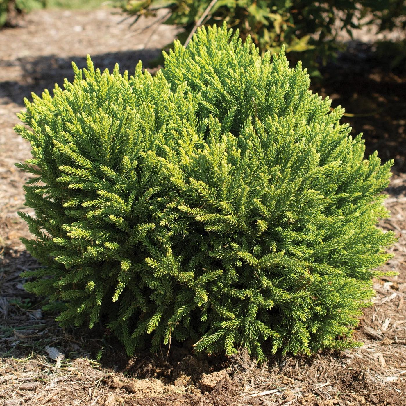 Cryptomeria japonica 'sPg-3-014' ~ Monrovia® Dragon Prince™ Japanese Cedar-ServeScape