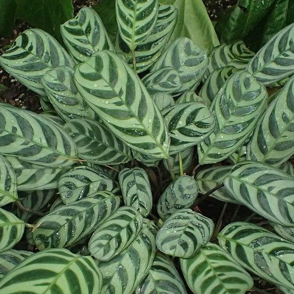 Maranta amabilis ~ Maranta, Fishbone Plant-ServeScape