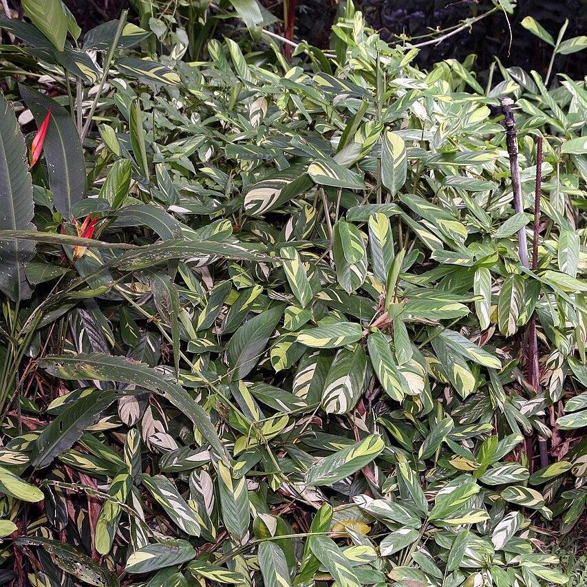 Ctenanthe lubbersiana ~ Bamburanta-ServeScape