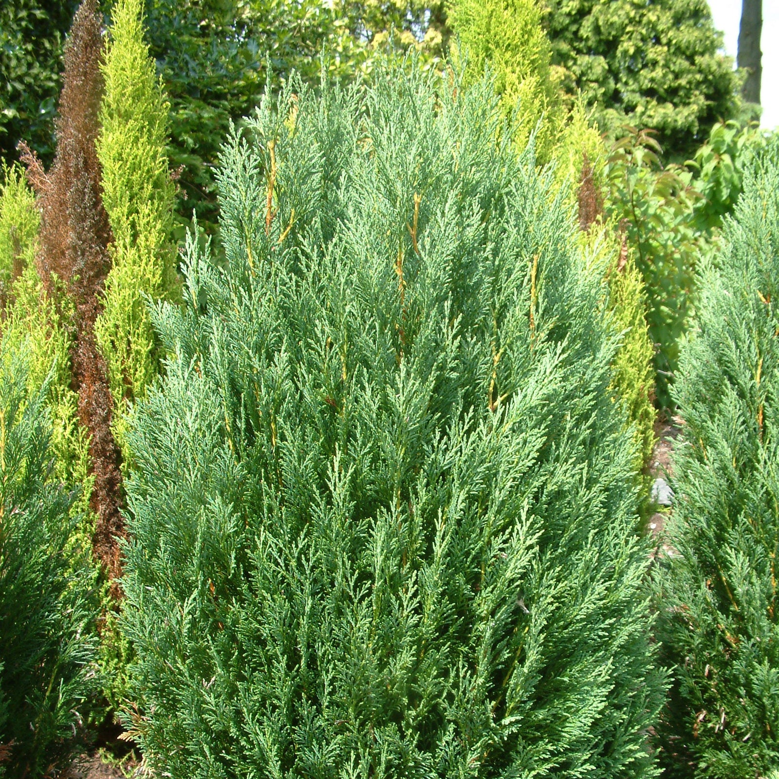 Cupressocyparis leylandii 'Reco' ~ Shorty Leyland Cypress-ServeScape