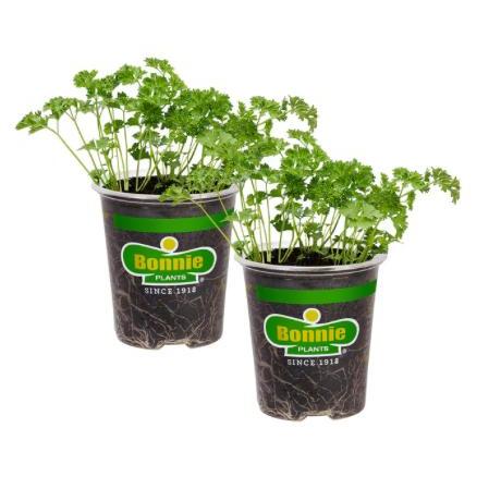 Assorted Herbs ~ Cool Season Herbs (4.5" pot)-ServeScape