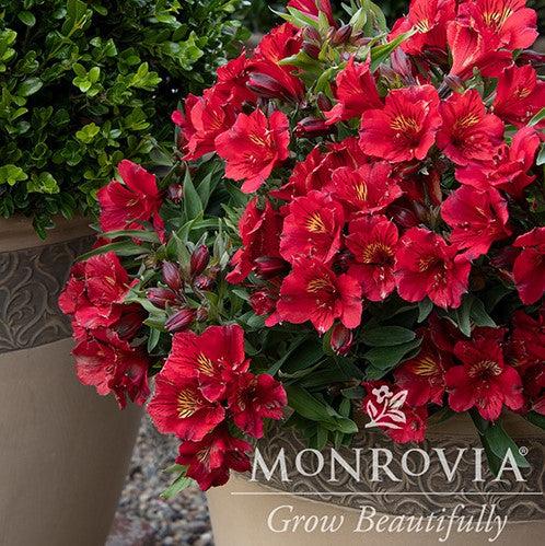 Alstroemeria x 'Zaprikate' PP #24,214 ~ Monrovia® Colorita® Kate® Peruvian Lily-ServeScape