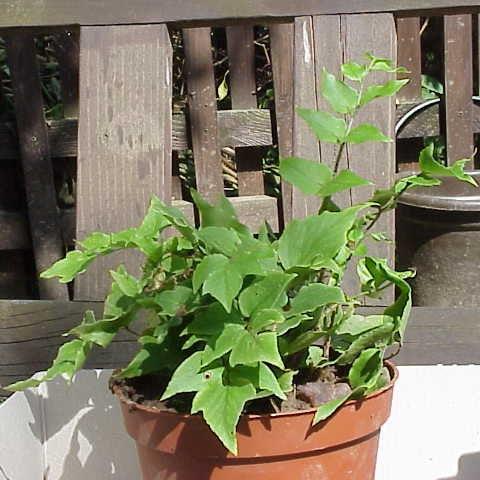 Cyrtomium fortunei 'MONSTGO' ~ Monrovia® Jurassic™ Stegosaurus Holly Fern-ServeScape