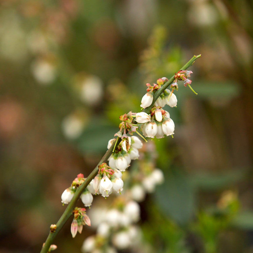 Vaccinium ashei 'Premier' ~ Premier Rabbiteye Blueberry-ServeScape