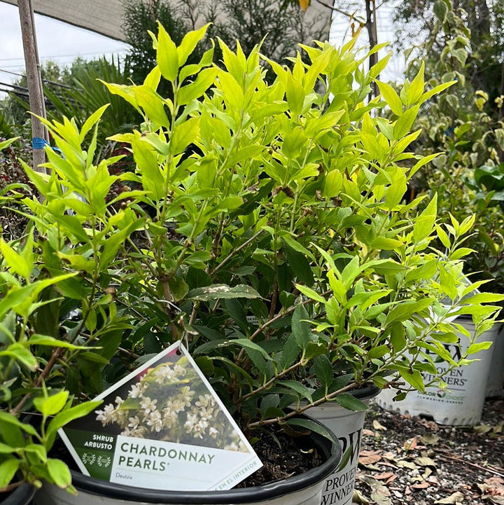 Deutzia gracilis 'Duncan' PP16,098 ~ Chardonnay Pearls® Deutzia-ServeScape