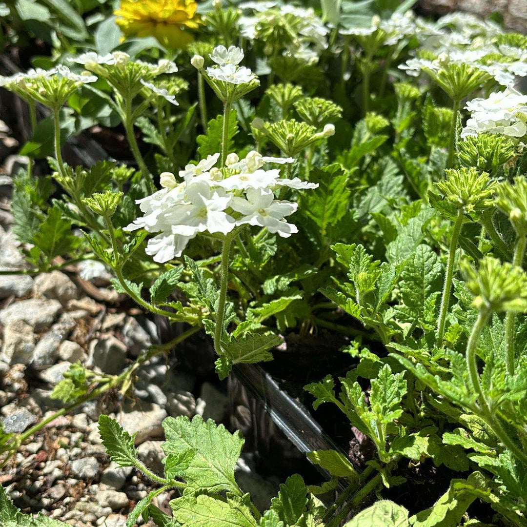 Verbena peruviana 'Balendwite' ~ EnduraScape™ White Verbena-ServeScape